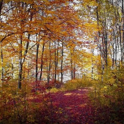 #1 Mindful Melodies for Sleep 专辑 Rainforest Ambience/Sleep Rain