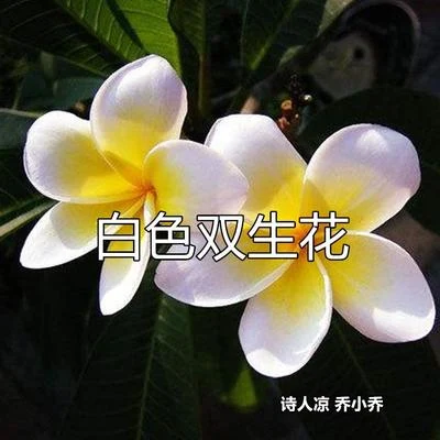 白色雙生花 專輯 詩人涼/肚子又餓了