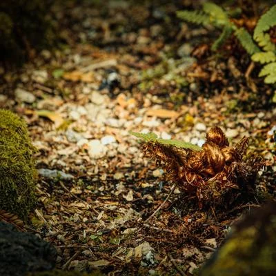 Melodías Conscientes Para Dormir 專輯 Musica Relajante Piano Master/Canciones De Cuna Para Dormir Bebes/Maestros de música de la meditación