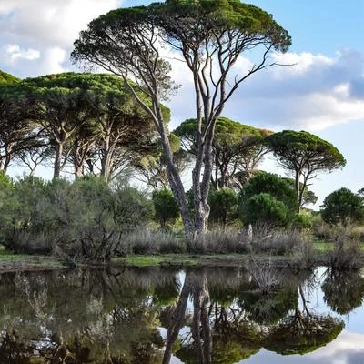 Musica relajante con sonidos de la naturalezaMassagemAcademia de Música con Sonidos de la Naturaleza Un Puro Descanso