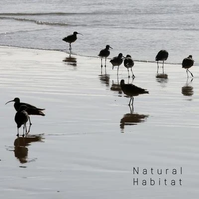 Natural Habitat - Collection of Nature Sounds: Water and Birds 專輯 Water Sounds/Sounds of Nature Relaxation/Bird Sounds