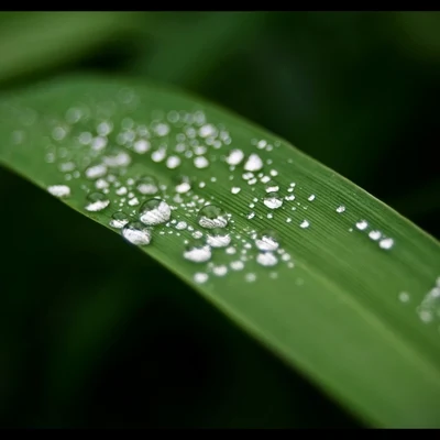 2020 Ambient Rain Tracks 专辑 Relaxing Rain Sounds