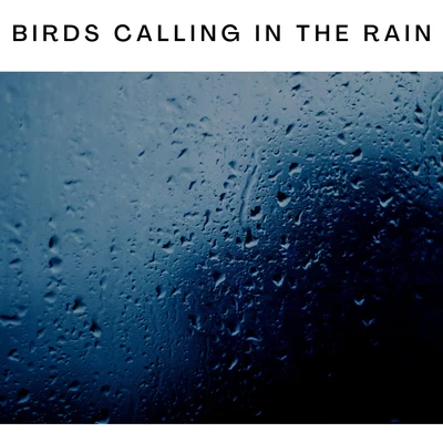 Birds Calling in the Rain 專輯 ASMR Earth