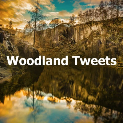 Woodland Tweets 专辑 Rest & Relax Nature Sounds Artists