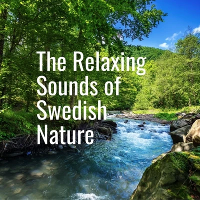 Small Forest River 專輯 The Relaxing Sounds of Swedish Nature/Relaxing Music/Study Power