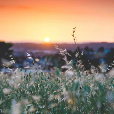 Meditación Tranquila Relajación Melodías 專輯 Musica Relajante/Musica relajante con sonidos de la naturaleza/Meditaciónessa