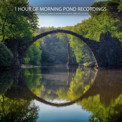 Ambient Nature White NoiseEasy Sleep MusicStudying Music 1 Hour of Morning Pond Recordings