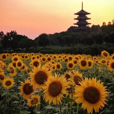 xfrugeHalberd sunflowers