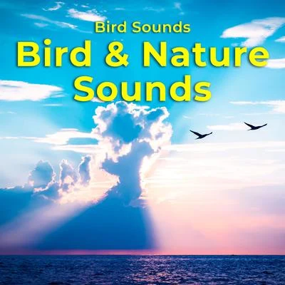 Bird & Nature Sounds 專輯 Relaxing Piano Music/Water Music Oasis/Bird Sounds