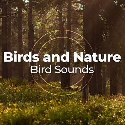 Birds and Nature 专辑 Bird Sounds/Zona Música Relaxante/Relaxing Rain Sounds