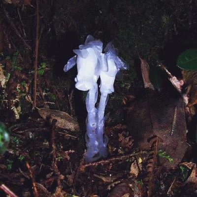 Monotropa Uniflora Linn 專輯 Toby Davis