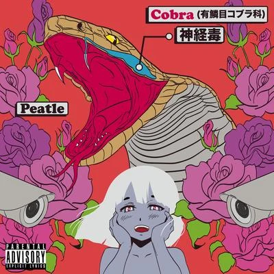 COBRA 專輯 PEATLE/Wolf Pacc/SiNNER MOON