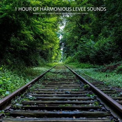 Ambient Nature White NoiseEasy Sleep MusicStudying Music 1 Hour of Harmonious Levee Sounds