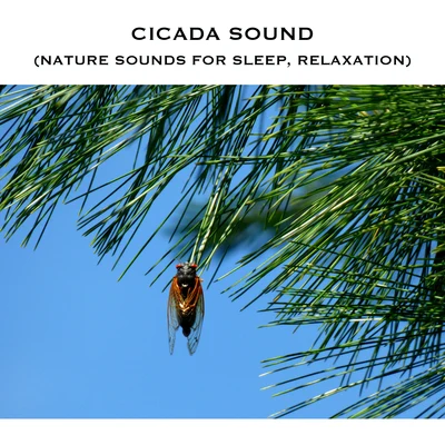 Cicada Sound (Nature Sounds for Sleep, Relaxation) 專輯 White Noise Radiance/White Noise Therapy