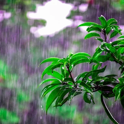 40 Spring Rain Sounds 專輯 Rain Recorders/Mother Nature Sound FX/Nature Sounds Nature Music