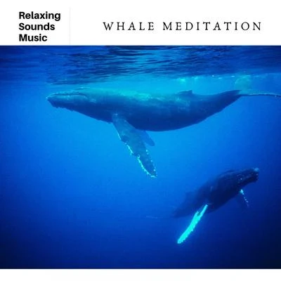 Whale Meditation 專輯 Alon Mor/Whales