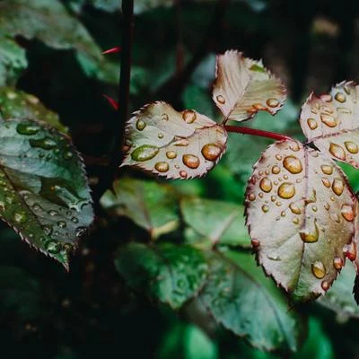 Gentle Melodies | Rainforest Rainshower 專輯 Sounds Of Nature : Thunderstorm, Rain/Sleep Rain/Rain, Thunder And Lightning Storm Sounds