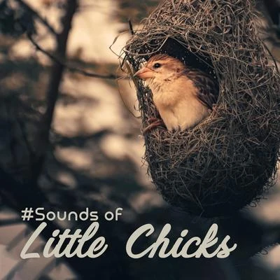 #Sounds of Little Chicks: 15 Songs with the Background of Nature and Singing of Birds for Simply Relaxation, Ambient Music, Melodies of Piano, Feel Be 專輯 Inspiring Tranquil Sounds/Quiet Music Oasis