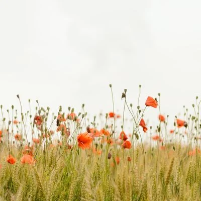 Sounds Of Nature : Thunderstorm, RainMeditation Rain SoundsSounds of Nature Noise Fall Tracks to Help You Fall Asleep