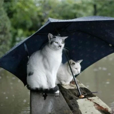 午後の雨 專輯 Häruki/鍋爐爺爺