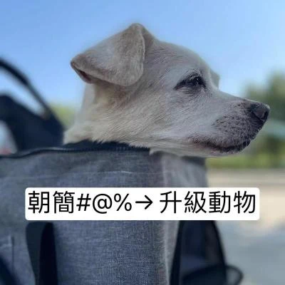 升級動物 專輯 竇唯 (Dou Wei)/朝簡