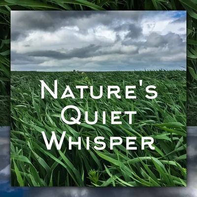 Natures Quiet Whisper – Perfectly Relaxing Mother Nature Sounds for Sleep and Rest 專輯 Meditation/Hipnose Natureza Sons Coleção/Música para Relaxar Maestro