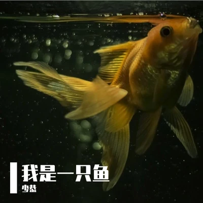 我是一隻魚 專輯 少恭/千月兔/IRiS七葉