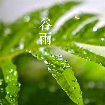 穀雨（2週年） 專輯 趙方婧