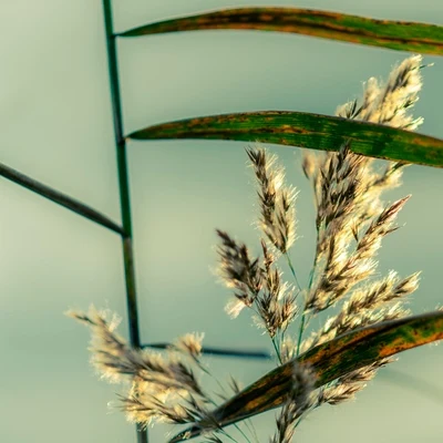 Hermosos Sonidos De La Naturaleza 專輯 Naturaleza