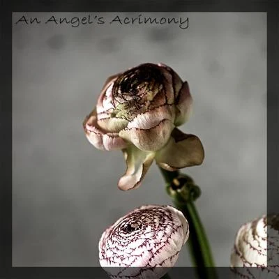 An Angel&#x27;s Acrimony 专辑 Animadrop/Chenda