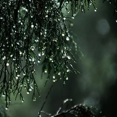 Sleepy Sounds: Mind Relaxing Rainshower 專輯 Mantra para Meditar/Musica relajante con sonidos de la naturaleza/Lluvia PQ