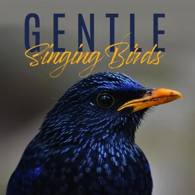 Gentle Singing Birds: 15 Best Relaxing New Age Sounds of Nature, Birds, Forest, Stress Relief, Healing Therapy, Soothing Melodies Played on Piano 专辑 Bird Sounds/Zona Música Relaxante/Relaxing Rain Sounds