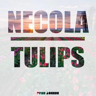 Tulips 專輯 Necola