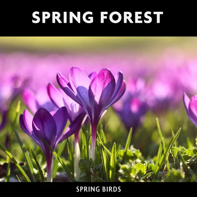 Spring Forest & Spring Birds 专辑 Natureza/Nature & Sounds Backgrounds/Thunder Storms & Rain Sounds