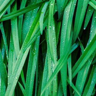 18 Sonidos Calmantes De Lluvia Para Un Ambiente Relajante 專輯 Musica Para Dormir y Sonidos de la Naturaleza/Meditaciónessa/Lluvia PQ