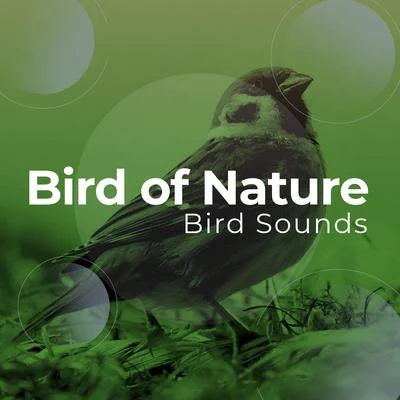 Bird of Nature 专辑 Bird Sounds/Zona Música Relaxante/Relaxing Rain Sounds