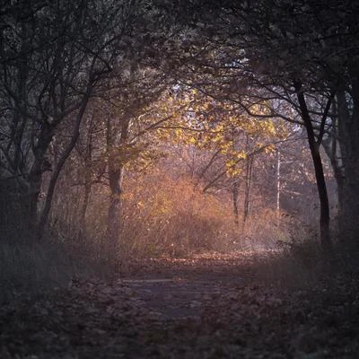 65 Grabaciones de Naturaleza Relajante Para la Relajación, Natural y Tranquila 專輯 Meditação Maestro/Relajar/Música Relajante para Perros