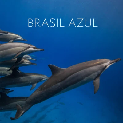 Brasil Azul (Trilha Sonora Original do Filme) 专辑 Multi Interprètes/Emily Loizeau/Budapest Symphony Orchestra/Duke Special/Omar Sy