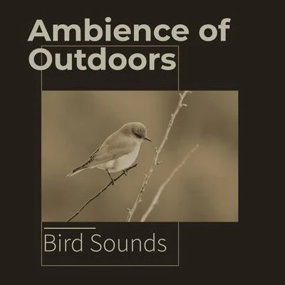 Ambience of Outdoors 专辑 Bird Sounds