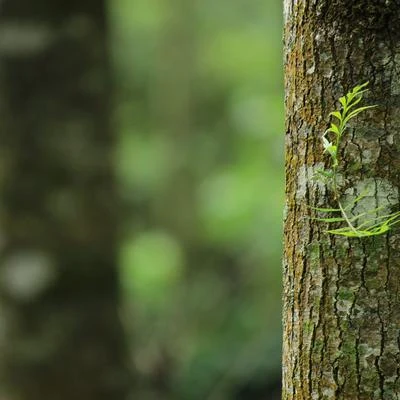 Pistas Relajantes de Meditación de Yoga Zen 專輯 Ambiente