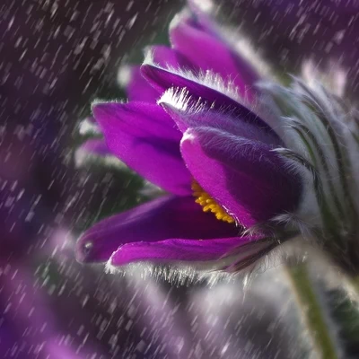 Rain Ambience: Rain Wonderland 專輯 Mantra para Meditar/Musica relajante con sonidos de la naturaleza/Lluvia PQ