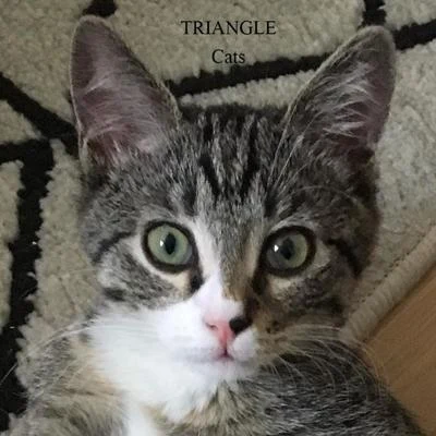 Cats 专辑 Triangle/Ellis