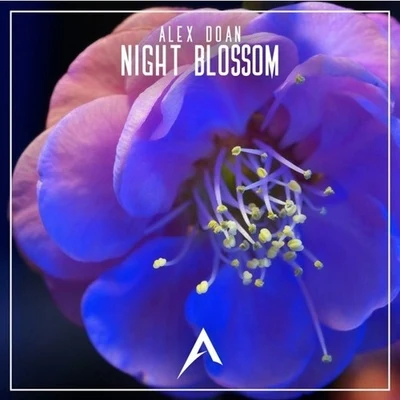 Night Blossom 專輯 Alex Doan