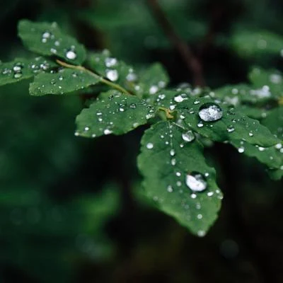 Ambient Rain Tracks | Beach Thunderstorm 專輯 Sounds of Nature Relaxation/The Calming Sounds of Nature