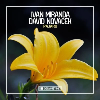 Pajaro 專輯 David Novacek