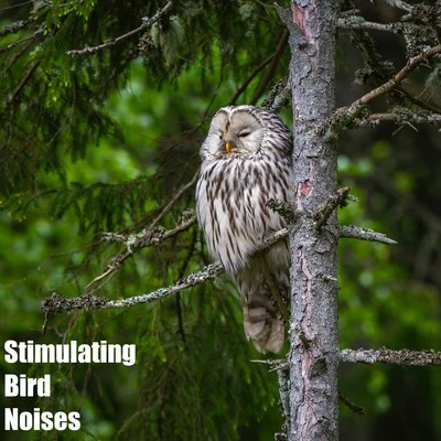 Stimulating Bird Noises 專輯 The Relaxing Sounds of Swedish Nature/Relaxing Music/Study Power