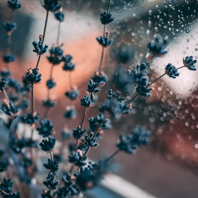 Sound of Rain #1 Soothing Rain Sounds Compilation for Sleep