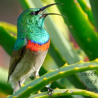 Sweet Bird Song 专辑 Nature & Sounds Backgrounds