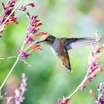 Morning Rainy Twitter 专辑 Bird Sounds