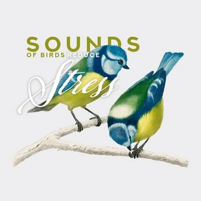 Sounds of Birds Reduce Stress: Relaxing Music Therapy, Pure Mind, Nature Sounds for Relaxation & Rest, Deep Meditation, Zen Serenity 专辑 Rest & Relax Nature Sounds Artists